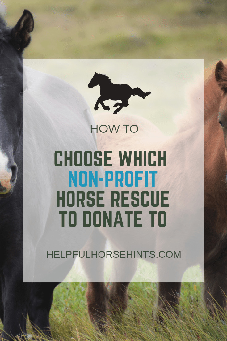 Pinterest pin - How to Choose Which Non-Profit Horse Rescue to Donate to