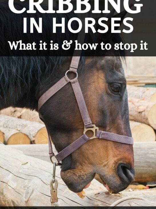 Stories Archive Page 27 of 32 Helpful Horse Hints