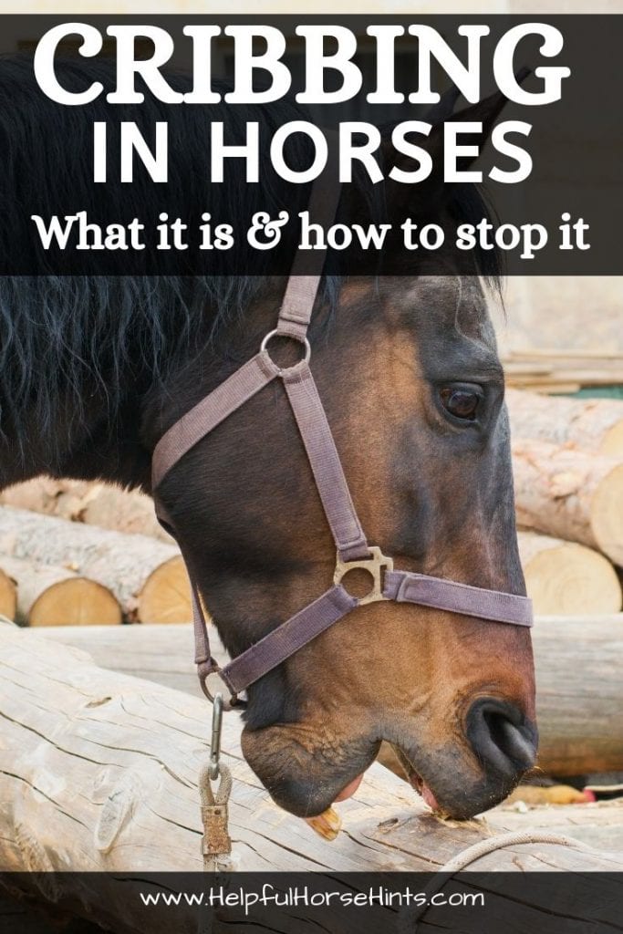 Pinterest pin - Cribbing in Horses: What It Is and How to Stop It
