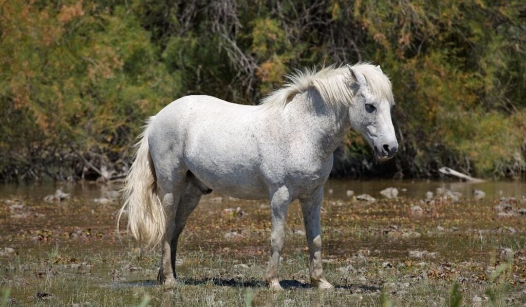 Camargue Horse
