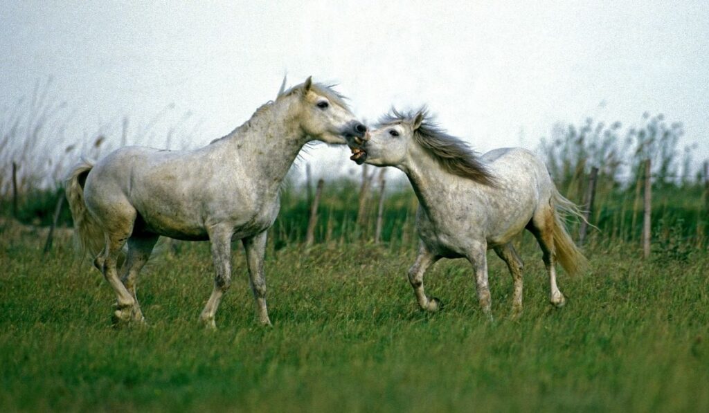 Camargue Horse