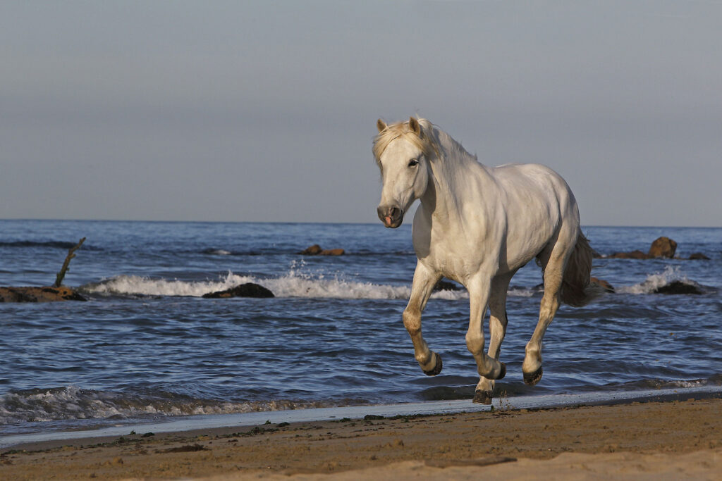 Camargue Horse, Galloping on the Beach