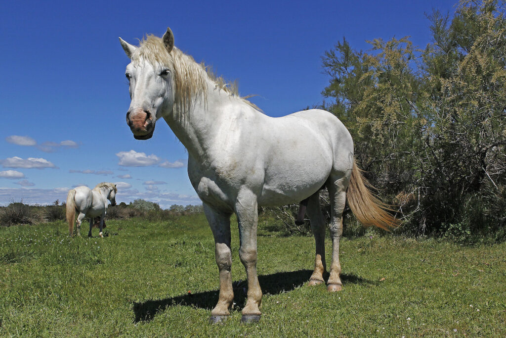 Camargue Horse standing in Meadow