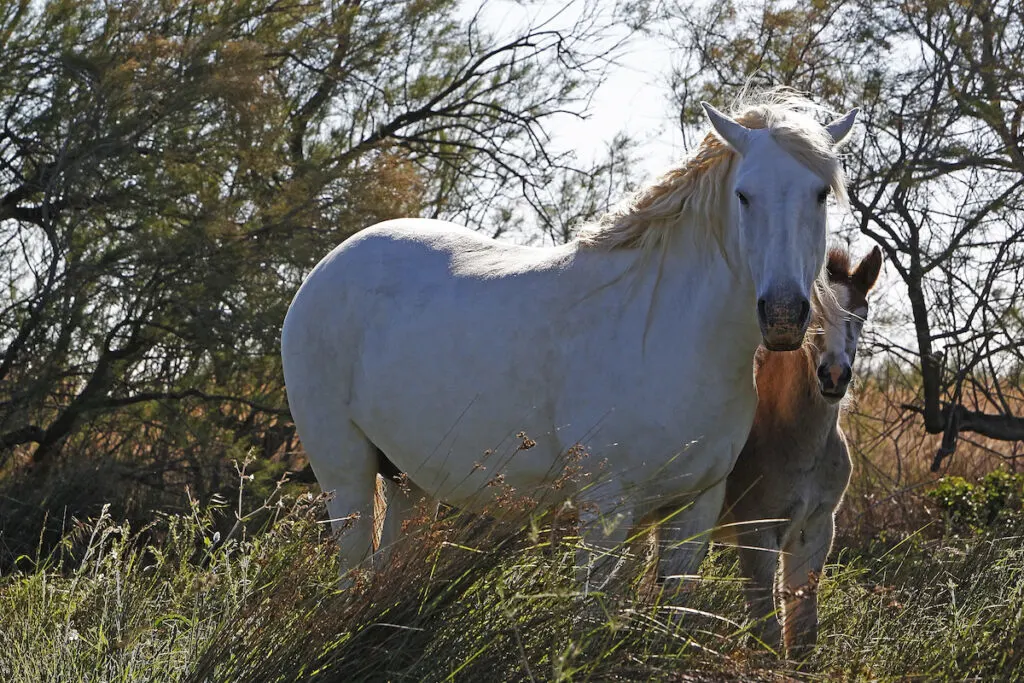 camargue horse standing in the meadow