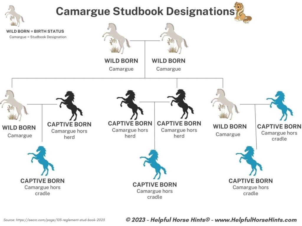 Family Tree Style diagram showing how Camargue horses receive their studbook designation based on parentage.