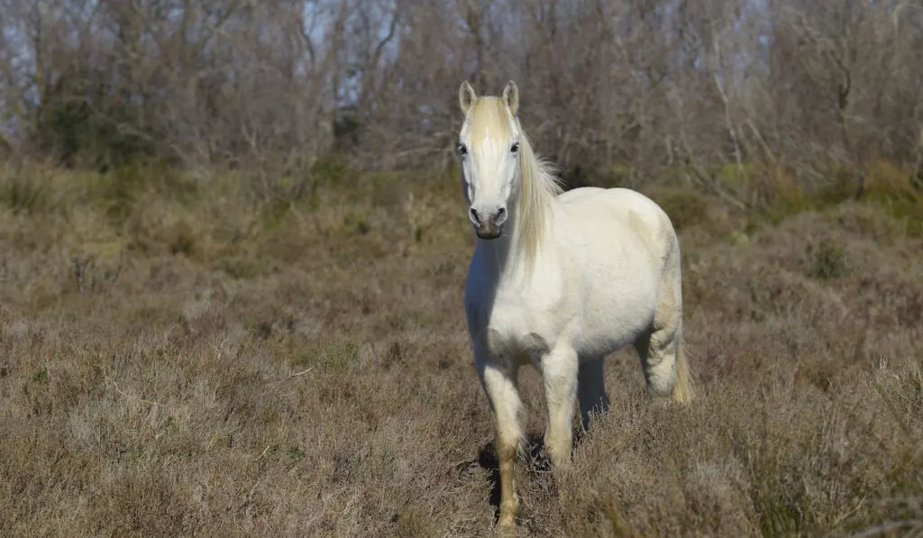 Camargue horse in nature