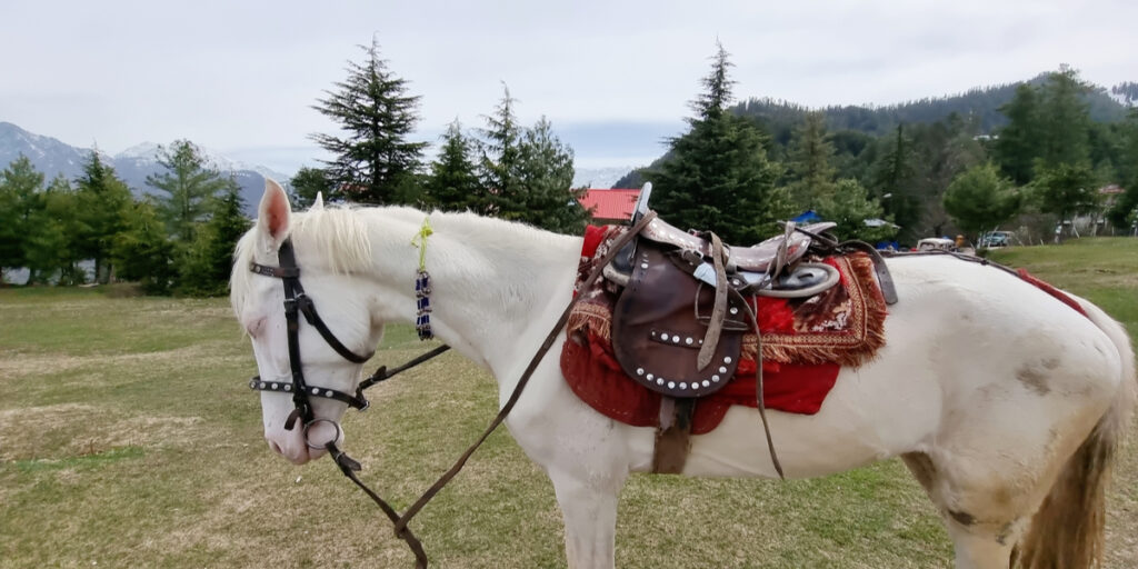 Camarillo-White-Horse-standing-in-the-field