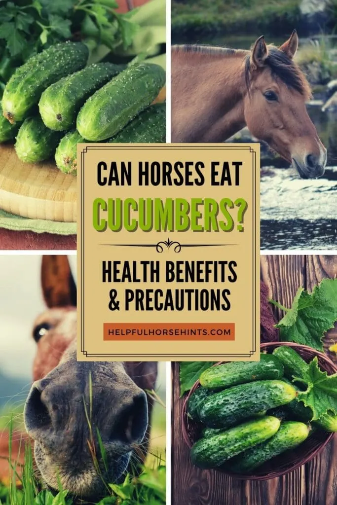 Pinterest pin - Can Horses Eat Cucumbers Health Benefits & Precautions