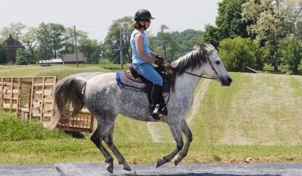 Cantering The Horse