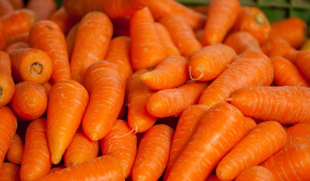Bunch of fresh Carrots