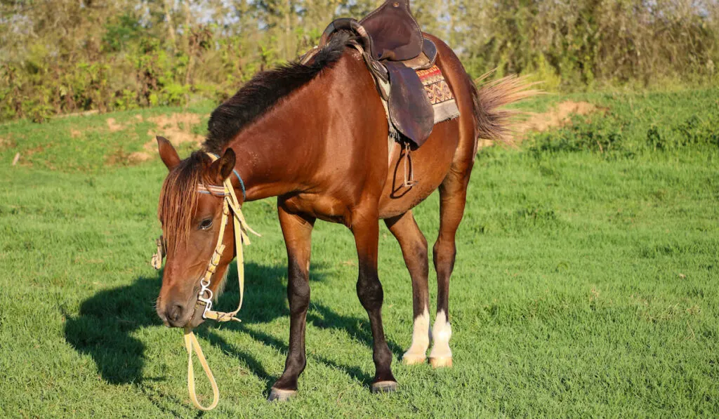 Caspian horse breed in red color grazing
