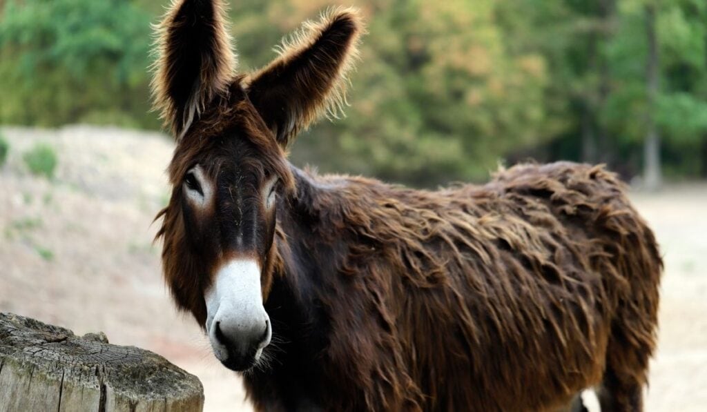 Catalan Donkey