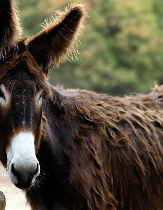 Donkeys Archives - Helpful Horse Hints
