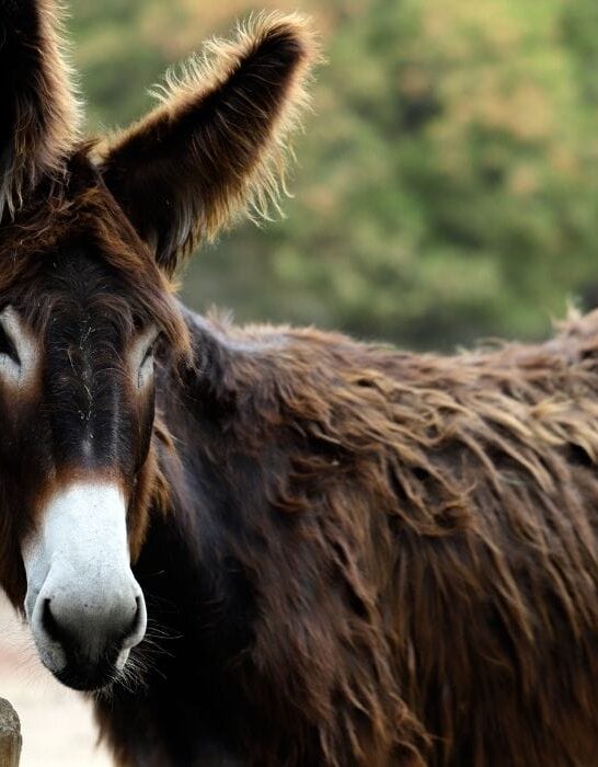 Donkeys Archives - Helpful Horse Hints Donkeys Archives - Helpful Horse Hints