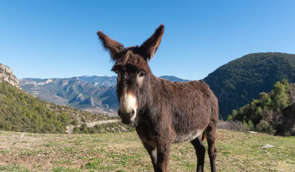 Catalan Donkey