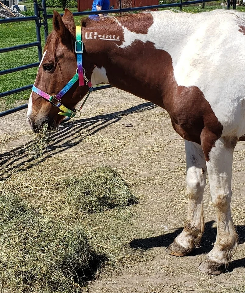 White and brown horse eating grass in paddock