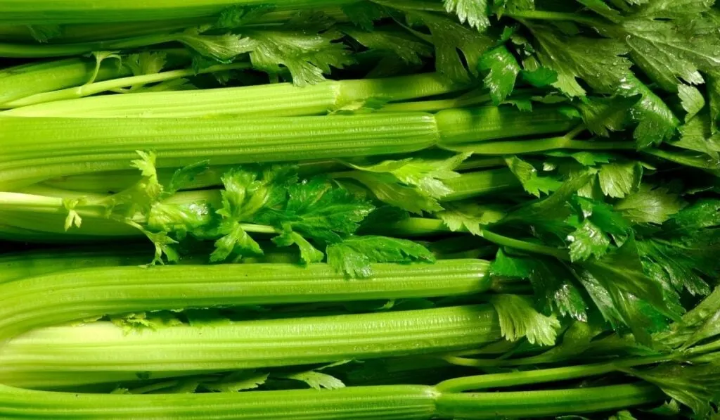 Fresh Celery