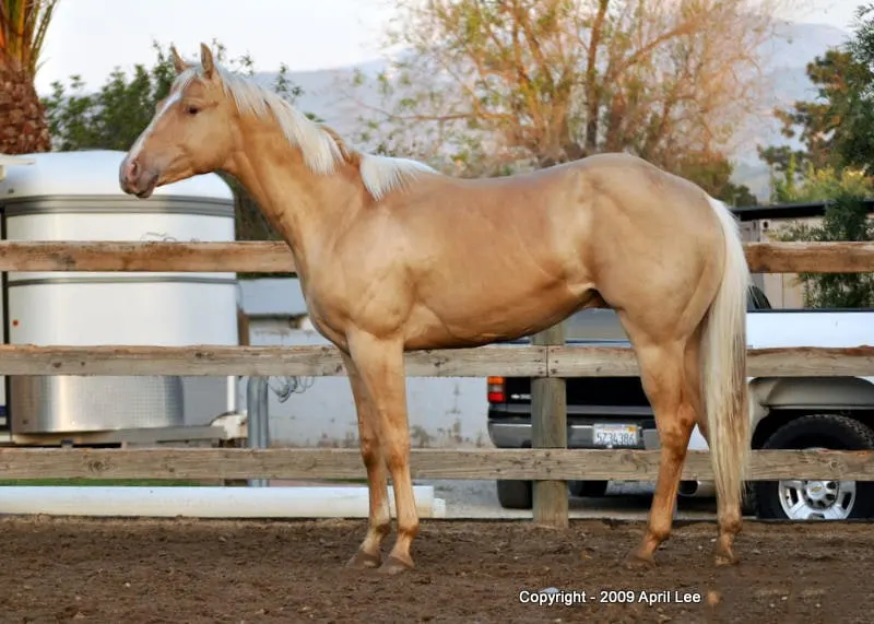 Gold Champagne Quarter Horse Stallion near wooden fence