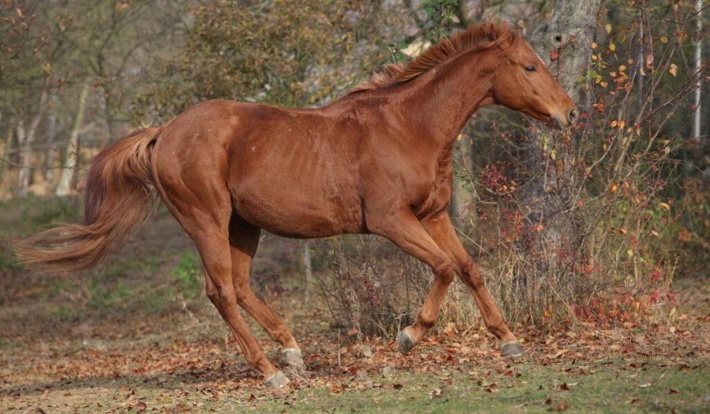 Chestnut American Thoroughbred