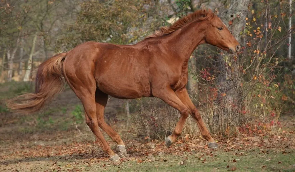 Chestnut American Thoroughbred