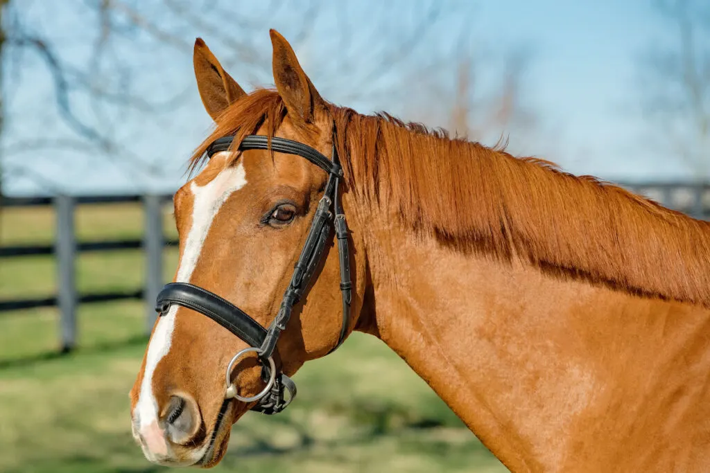 Chestnut Dutch Warmblood Gelding