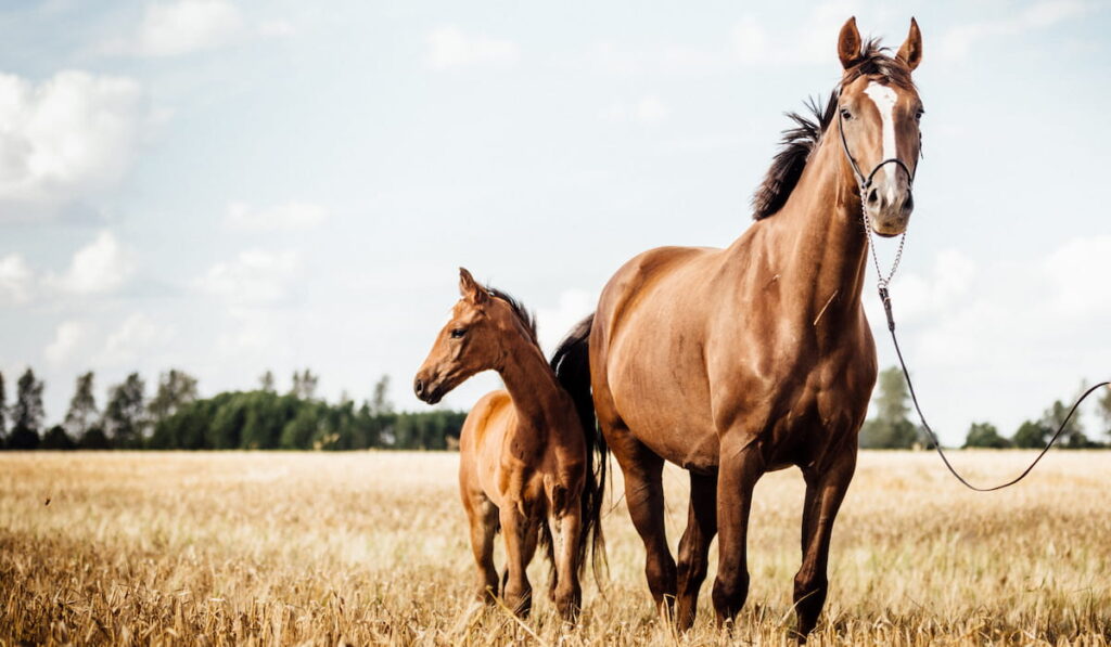 Chestnut Horse Stud and her beautiful foal on a field 