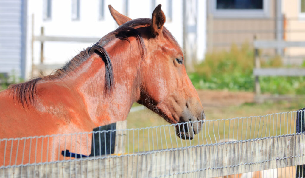 Chestnut colored hackney horse standing behind the fence in the paddock