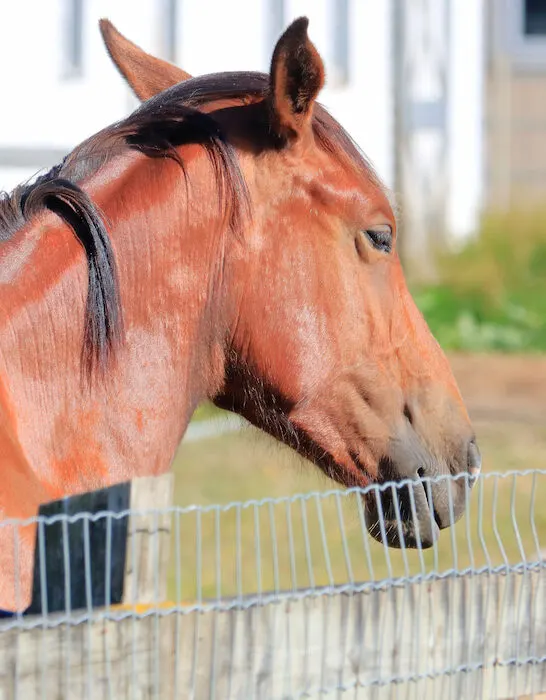 chestnut colored hackney horse standing behind the fence in the paddock