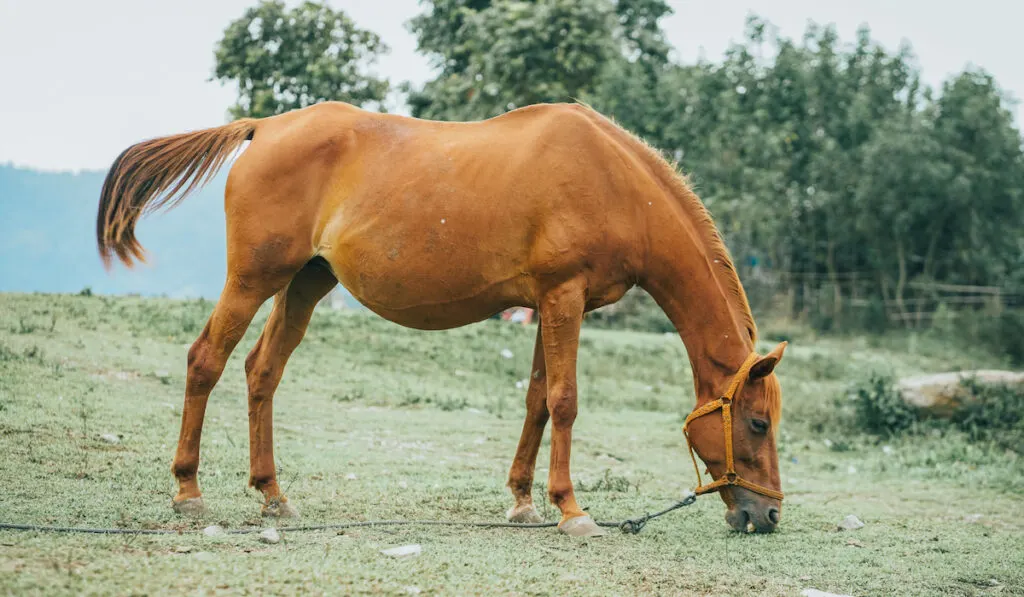 Chestnut horse eating grass with nature background