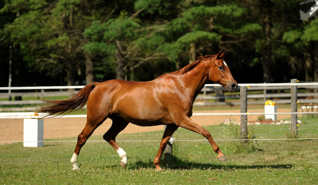 Chestnut horse purebred Oldenburg horse free running in field paddock