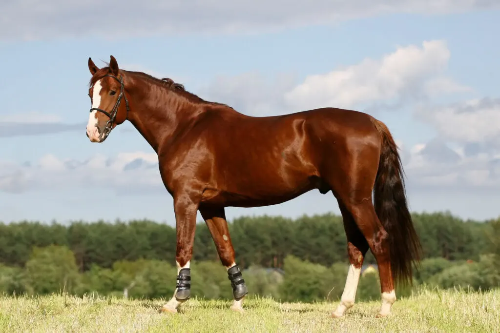 Chestnut Oldenburg stallion with leg support standing on grass field
