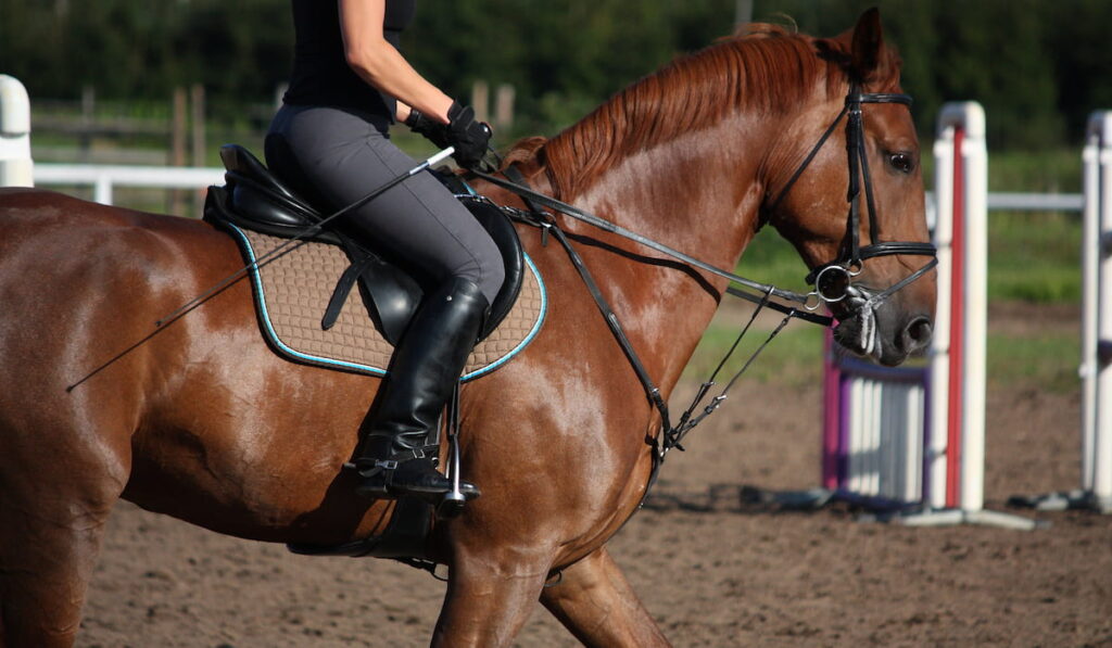 Chestnut sport horse portrait in summer with bridle