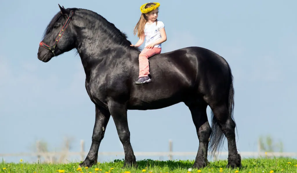 Child riding a big black horse in pasture