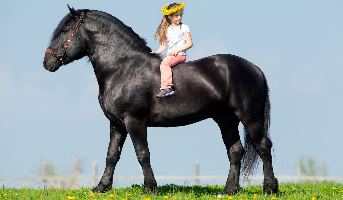 120+ Strong and Powerful Horse Names Helpful Horse Hints