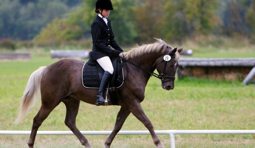 Chocolate Palomino Horse