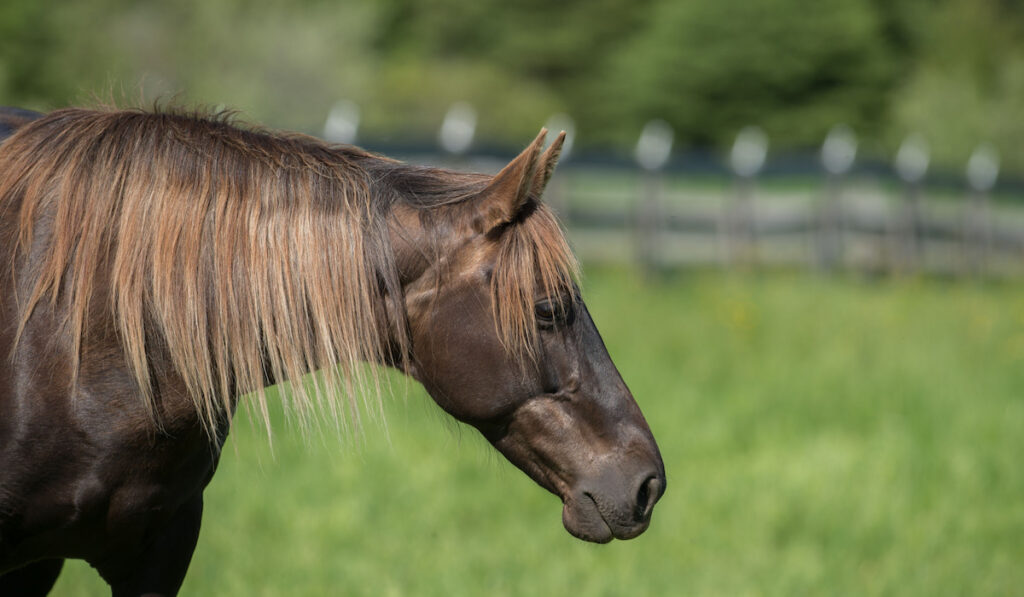 Chocolate colored rocky mountai horse with flax colored mane in green pasture 