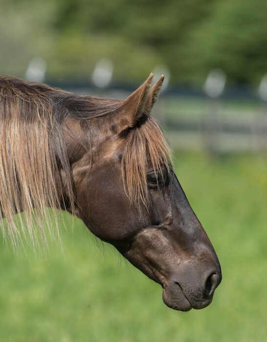 chocolate colored rocky mountain horse with flax colored mane in green pasture