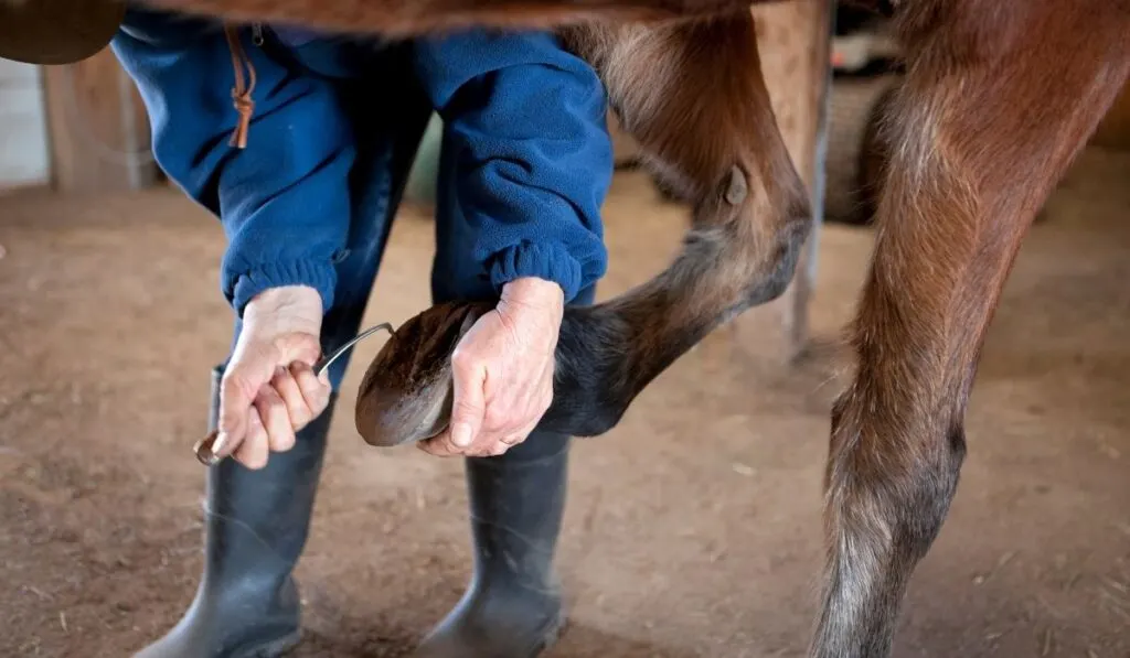 Cleaning and checking horse hooves