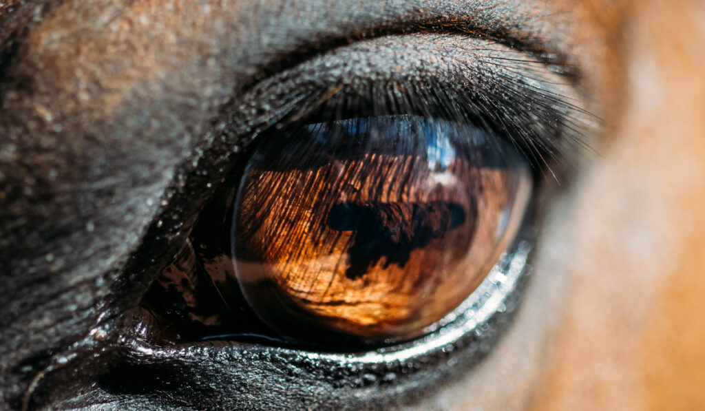 Close Up Of Arabian Bay Horse