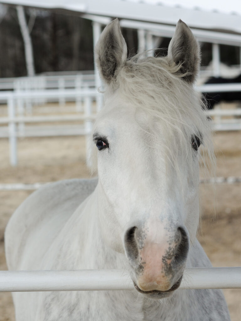 Close up head of a dapple purebred boulonnais horse in a pen