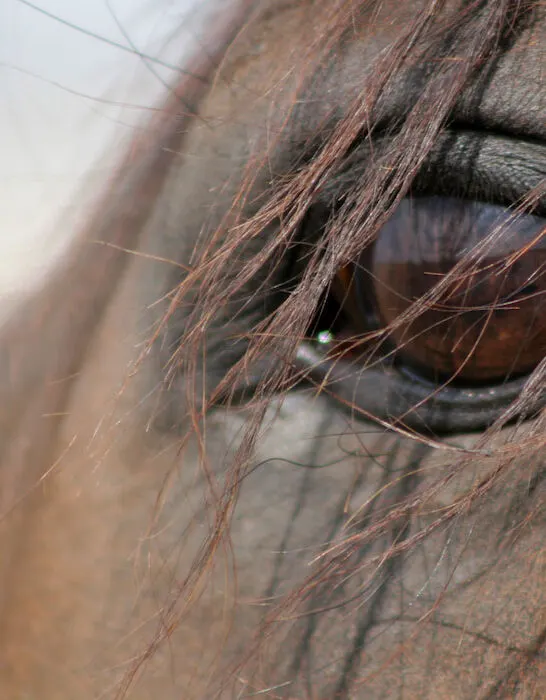 up close of horse's eye