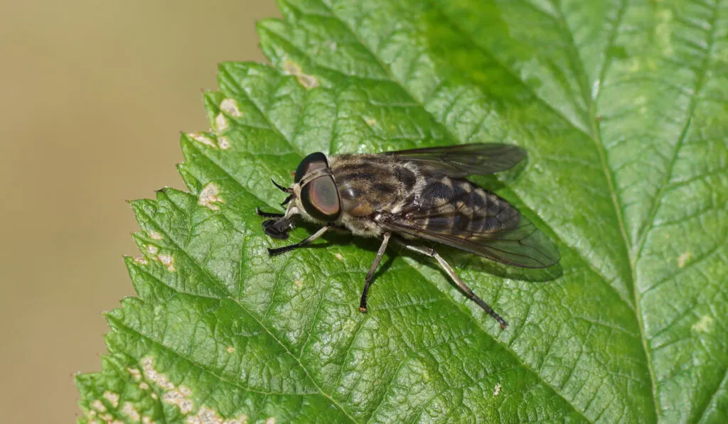 Close up of female large marsh horsefly ( Tabanus autumnails ) on a leaf