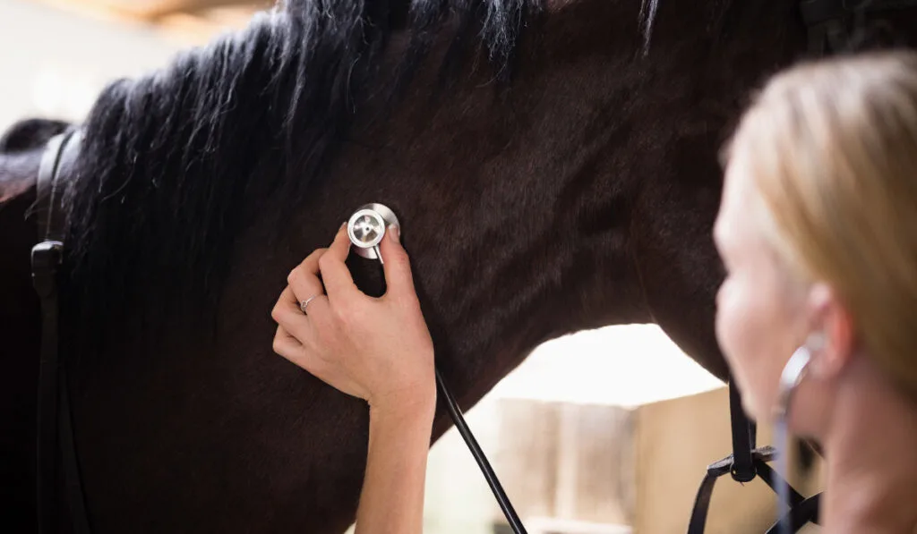 Close up of female vet checking horse
