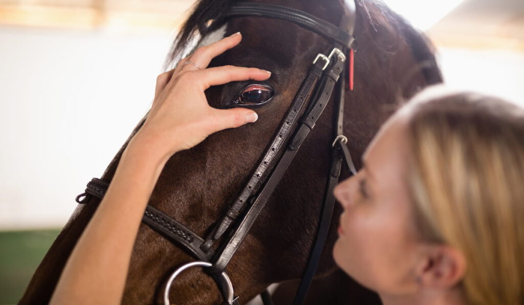 Close up of female vet checking horse eye in stable
