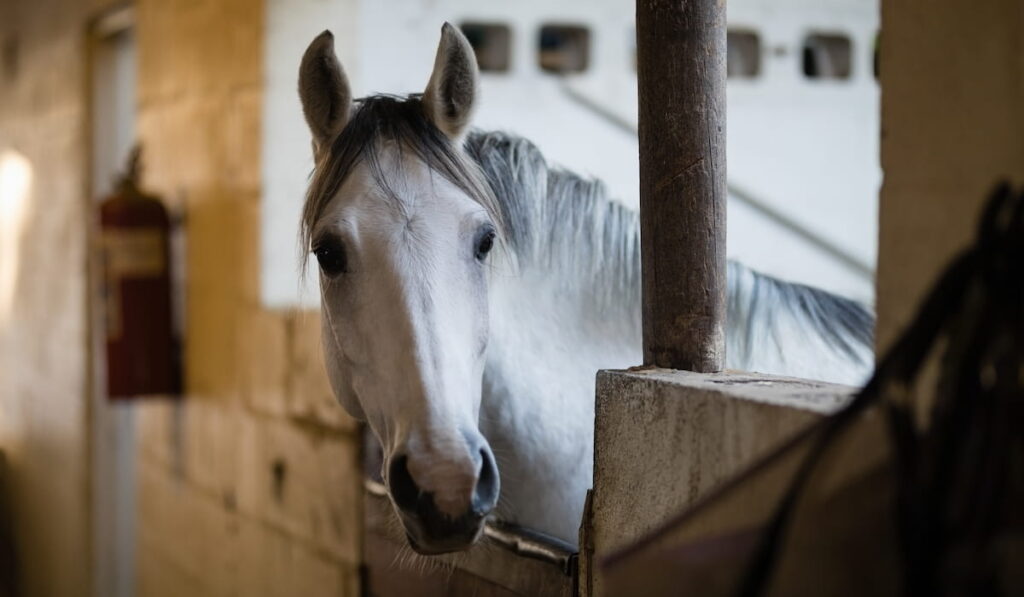 Close up of horse looking away in stable