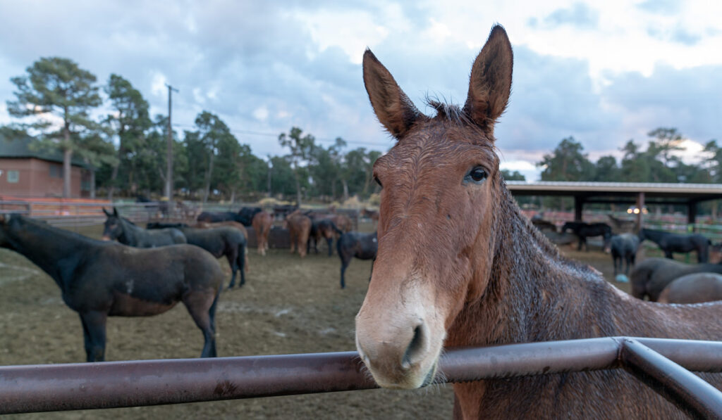 Close up of mule and the rest of mules on the farm 