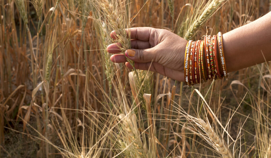 Closeup of Indian woman's hand touching Indian wheat in a field  