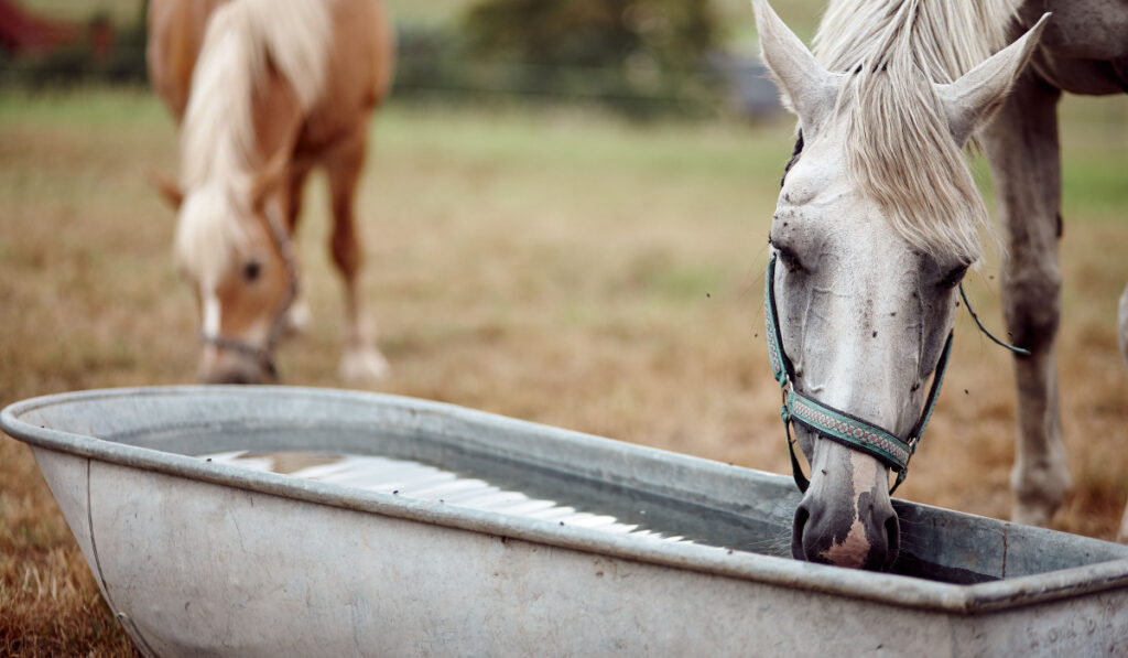 Closeup of a horse drinking water from a metal bucket in farmland outdoors
