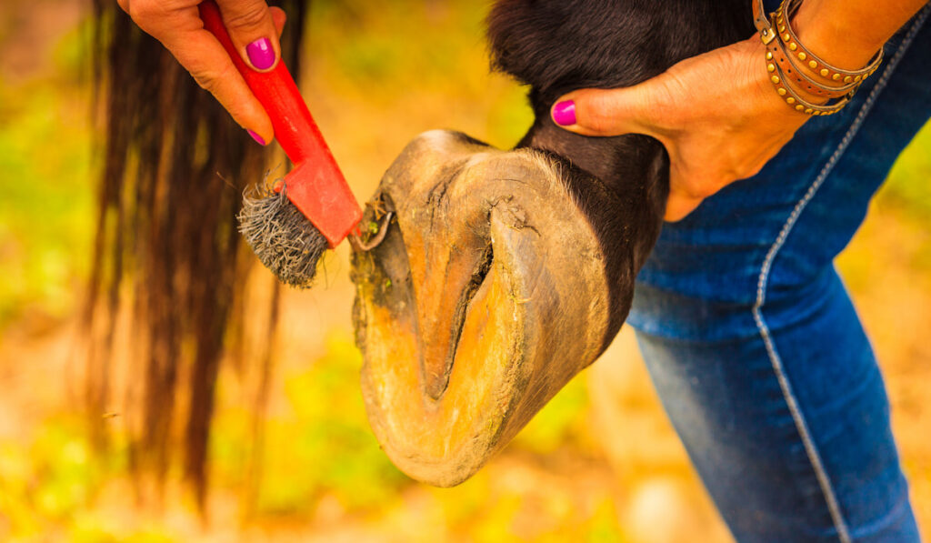 Closeup of a person cleaning horse hoof with horseshoes
