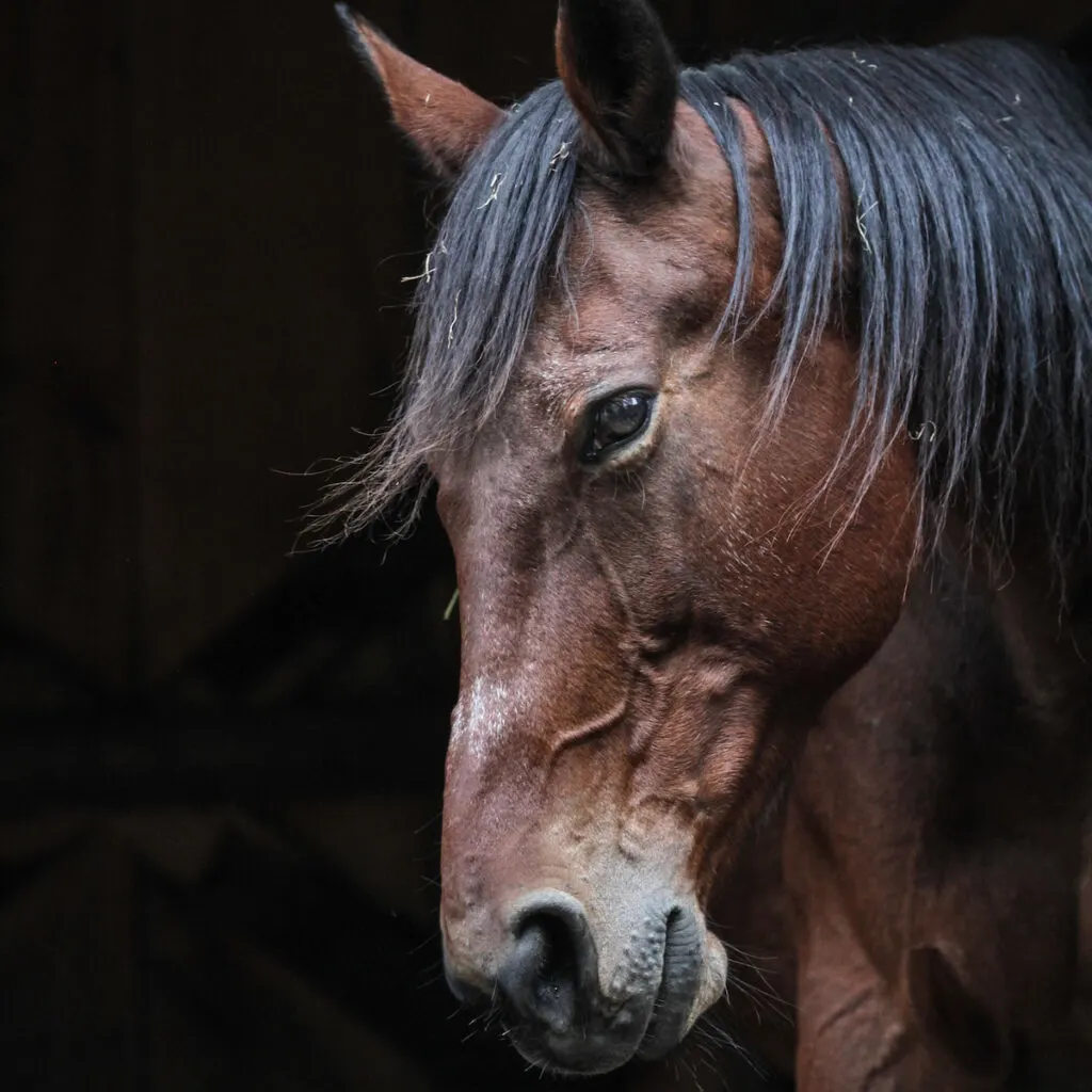Closeup of brown Standardbred horse on dark stable background